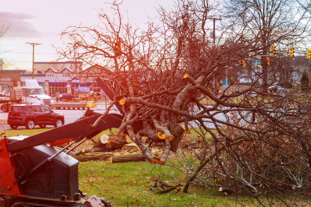 Best Commercial Tree Removal  in USA